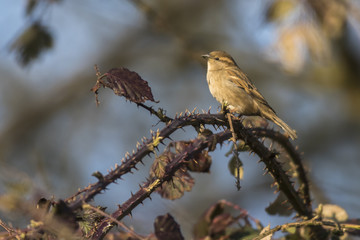 Haussperling (Passer domesticus)