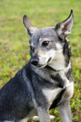 Cute small dog sitting on the lawn