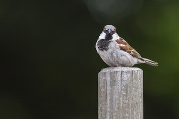 Haussperling (Passer domesticus)