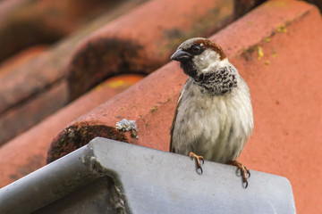 Haussperling (Passer domesticus)