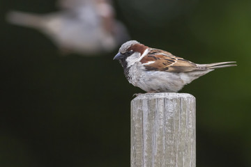 Haussperling (Passer domesticus)