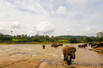 Obraz na płótnie Canvas Elephant in the river