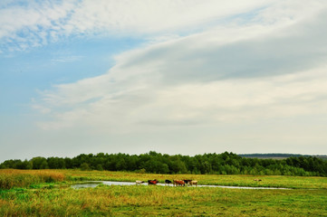 Naklejka premium Cows grazing in a meadow near a pond. natural look with lush green grass and plants 