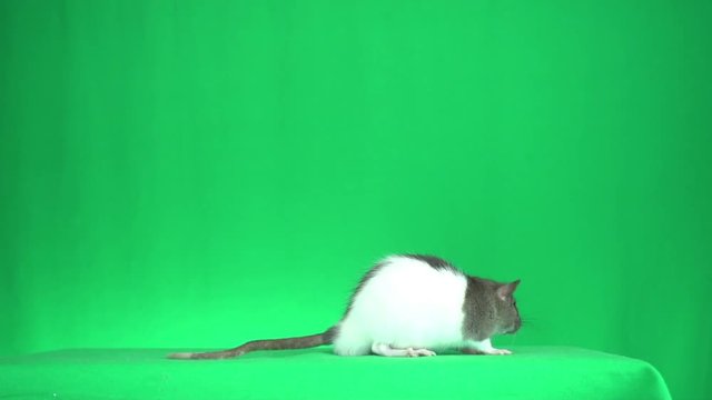 rat sniffs the air on green background