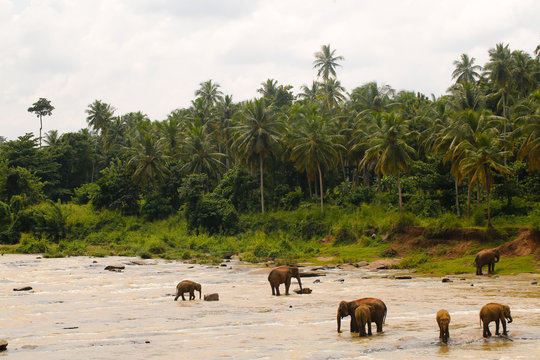 Elephant in the river