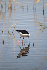 black winged stilt in shallow water with reflection