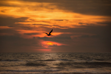A seagull at sunset on the beach