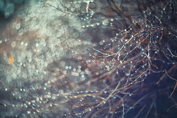 blurred background with branches and raindrops