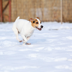 Jack russell terrier moving in winter