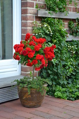 Rosenstämmchen rot 2