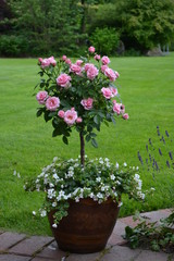 Rosenstämmchen rosa 9