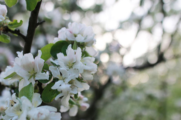 flowering apple tree with bright white flowers