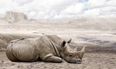 Crédence de cuisine en verre imprimé Rhinocéros rhinocéros dans le désert