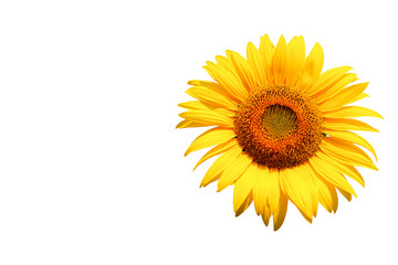 sunflower on white background with clipping path.