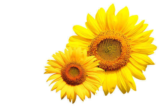 sunflower on white background with clipping path.