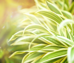Obraz premium abstract nature greenery background