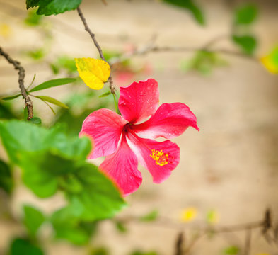 Fototapeta A big red hibiscus flower in tropical garden. Beautiful nature background