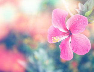 A big red hibiscus flower in tropical garden. Beautiful nature background