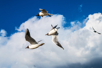 Seagulls
