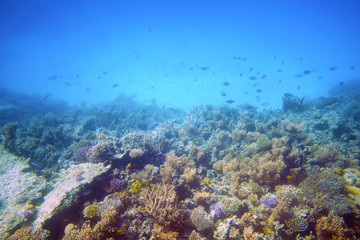 Naklejka na ściany i meble Underwater world of the Red Sea. Immersion under water. Egypt.
