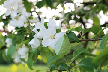 flowering apple tree with bright white flowers