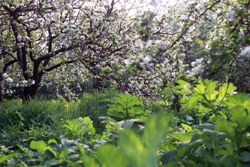 Fototapeta na wymiar early spring flowering apple tree with bright white flowers
