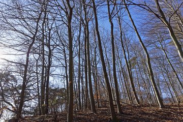 forest landscape on a sunny day with blue sky