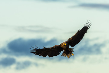 White Tailed Eagle flying with wings spread