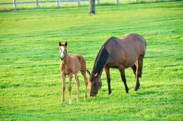 Fototapeta premium 親子サラブレッド