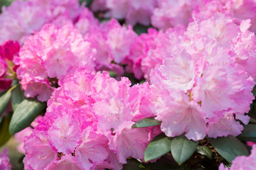 Flower Pink Rhododendron close-up