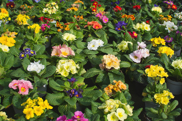 Obraz premium Primula spring flowers background
