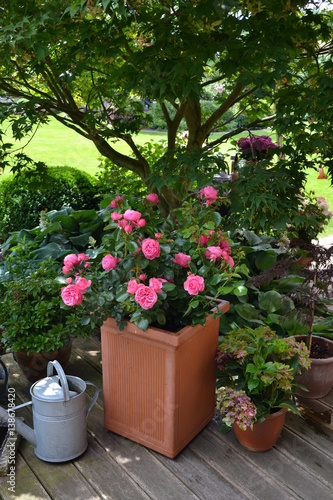 "Rose im Kübel auf der Terrasse 4" Stockfotos und lizenzfreie Bilder