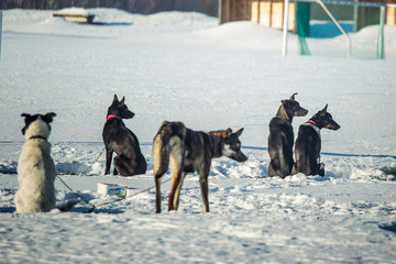 Long distance siberian sled dogs waiting for a race in Norway