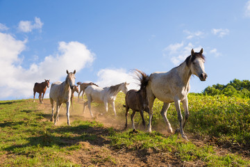 Fototapeta premium 走る馬