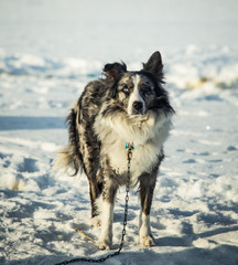 A beautiful portrait of a long distance siberian sled dog 