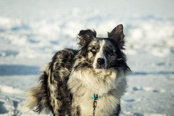 A beautiful portrait of a long distance siberian sled dog 