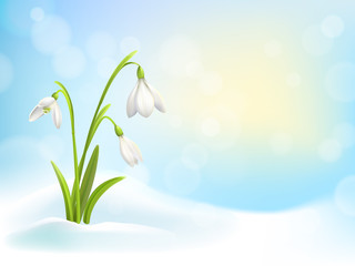 Spring snowdrop flowers with snow on background with blue sky, sun and blurred bokeh lights. Vector illustration.