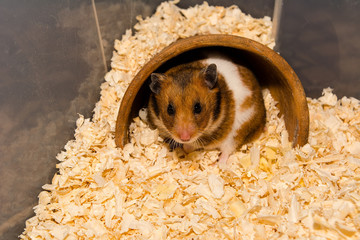 Cute little hamster