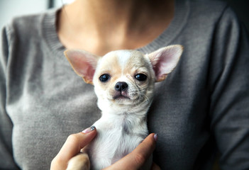 chihuahua puppy in the hands of a girl with a nice manicure.