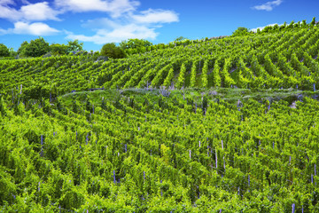 Obraz premium Vignoble alsacien à Sigolsheim, Haut Rhin, Alsace