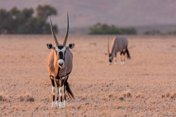 Oryx Namibia