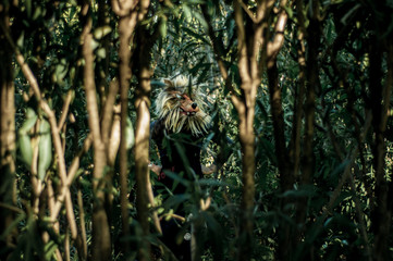 Mujer lobo acechando entre los arboles