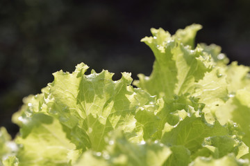 closeup image of green leaves of lettuce on farm