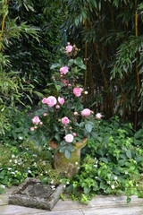Kletterrose im Topf 
