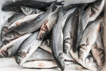 Fresh fish on ice.