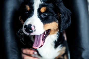 little puppy of bernese mountain dog on hands of fashionable girl with a nice manicure. animals,...