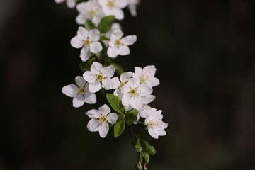 White sakura flower blossoming as natural background on blurred backdrop