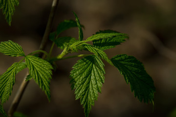 Young spring leaves