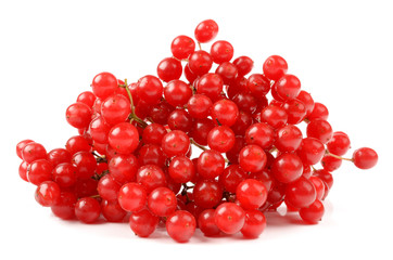 viburnum on a white background