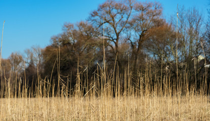 Fototapeta premium colorful landscape with dry reed in the foregroud